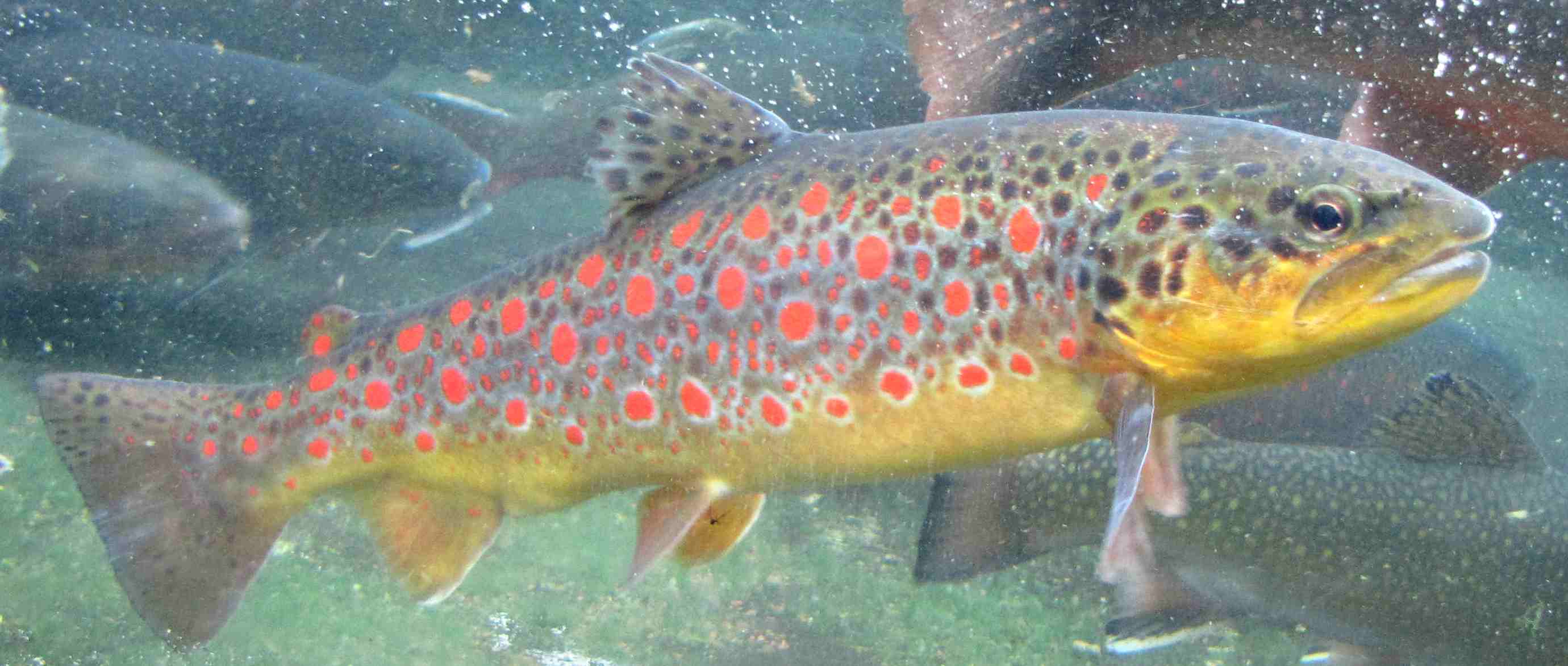 Salmo trutta